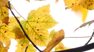 Sarı güz ağacı yaprakları esintiyle esiyor beyaz güneşli gökyüzüne karşı.