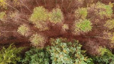 Hava görüntüsü. Yeşil sarı huş ağaçlarının üzerinde sonbahar doğal manzarasında uçuyor. Avrupa, Polonya pomerania ve kashubia düştü.