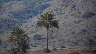 Sıcak, titrek bir havada, arka planda bir palmiye ağacı. İspanya doğa manzarası, Murcia 'daki Calblanque doğal parkı..