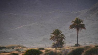 Palmiye ağaçları arka planda. İspanya doğa manzarası, Murcia 'daki Calblanque doğal parkı..