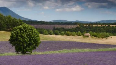 Kırsal kesimde lavanta tarlaları ve ufukta dağlarla birlikte. Puimoisson Bölgesi, Plato Valensole, Fransa 'da Alpes de Haute Provence.