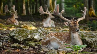 Erkek geyik, boynuzlu geyik doğal ortamda dinleniyor. Geyik dama dama. Patlıcan bölgesindeki Vision Park, Fransa. Yavaş çekim