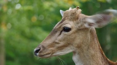 Genç erkek geyik doğal ortamda nadasa düşer. Geyik dama dama. Patlıcan bölgesindeki Vision Park, Fransa. Yavaş çekim