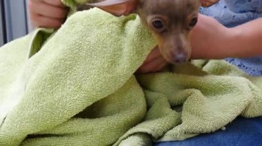 Küçük sıçan köpeğiyle ilgilenen, banyoda yıkandıktan sonra havlu kullanan bir kadın..