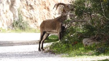 Dağ yolunda vahşi keçiler, İspanyol dağ keçileri. Vahşi yaşam hayvanları.
