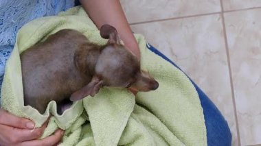 Küçük sıçan köpeğiyle ilgilenen, banyoda yıkandıktan sonra havlu kullanan bir kadın..