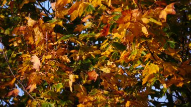Renkli yaprakları olan sonbahar ağacı. Mevsim doğa geçmişi
