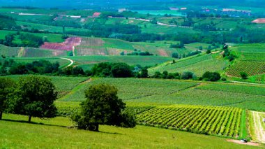 Öğrenci komünü, Jura şarap bölgesi, Fransa 'nın doğusundaki burgne-franche-comte' de yeşil üzüm bağları. Belvedere du vigNoble bakış açısından bak.