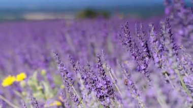 Tarlada lavanta çiçekleri. Rüzgarda sallanan büyüyen bitki. Mor çiçeklere odaklan. Fransa 'da Provence.