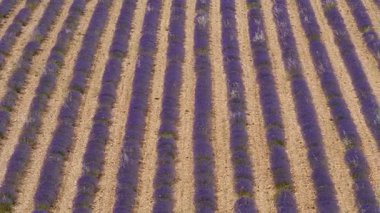 Çiçek açan lavanta tarlası. Fransa 'da Provence.