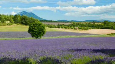 Zaman ayarlı. Lavanta tarlaları ve ufukta dağ olan kırsal arazide bulutlar. Puimoisson Bölgesi, Plato Valensole, Fransa 'da Alpes de Haute Provence.