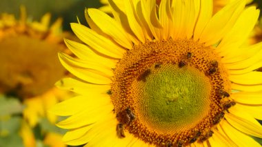 Bal arısı ve çiçek. Bir sürü arı sarı ayçiçeğinde polen topluyor. Fransa 'daki Provence. Yavaş çekim