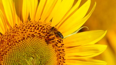 Bal arısı ve sarı çiçekten oluşan makroyu kapat. Arılar sarı ayçiçeğinde polen topluyor.