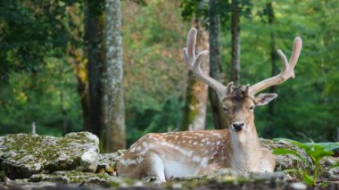 Erkek geyik doğal ortamda boynuzlu geyik. Geyik dama dama. Patlıcan bölgesindeki Vision Park, Fransa. Yavaş çekim