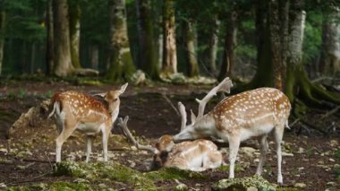 Doğal ortamda geyik avlamak. Kadın ve erkek. Geyik dama dama. Patlıcan bölgesindeki Vision Park, Fransa. Yavaş çekim