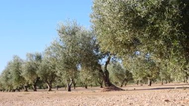 Geleneksel zeytin ağaçları çiftliği. İspanyol doğa manzarası