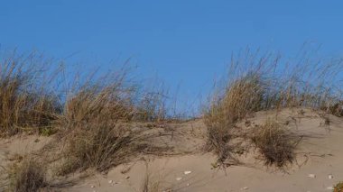 Mavi gökyüzü arka planına sahip bir çölde kum tepesi