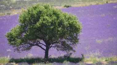Çiçek açan lavanta tarlasına karşı tek yeşil ağaç. Fransa 'da Provence.