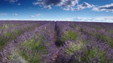 Lavanta tarlalarının üzerinde beyaz bulutlar olan mavi gökyüzü ufka kadar uzanıyor. Provence Fransa 'nın kırsal kesiminde. Çiçek mevsimi. Tatil gezisi için Fransız eğlencesi.