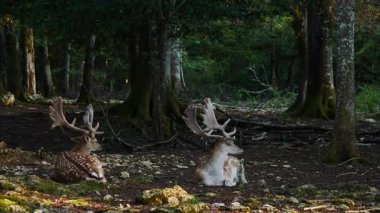 Erkek geyik, boynuzlu geyik doğal ortamda dinleniyor. Geyik dama dama. Patlıcan bölgesindeki Vision Park, Fransa. Yavaş çekim