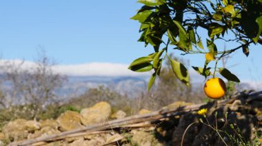 Olgun taze narenciye meyveli portakal ağacı. İspanyol doğa manzarası