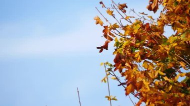 Kahverengi turuncu sonbahar ağaç dalları mavi gökyüzüne karşı kopyalanmış. Mevsim doğası