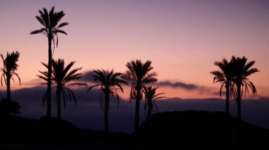 Sierra Alhamilla Dağları 'ndaki palmiye ağaçlarıyla kaplı manzara, İspanya. Sabahın ilk ışıklarıyla.