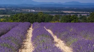 Lavanta çiçeği kokulu tarlalar. Fransa 'da Provence.