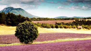 Kırsal kesimde lavanta tarlaları ve ufukta dağlarla birlikte. Puimoisson Bölgesi, Plato Valensole, Fransa 'da Alpes de Haute Provence.