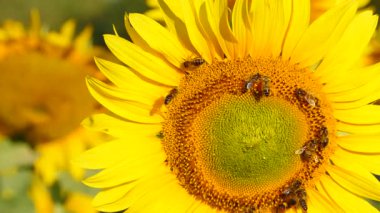 Bal arısı ve çiçek. Bir sürü arı sarı ayçiçeğinde polen topluyor. Fransa 'daki Provence. Yavaş çekim