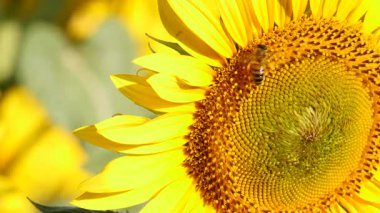 Bal arısı ve sarı çiçekten oluşan makroyu kapat. Arılar sarı ayçiçeğinde polen topluyor.