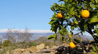 Olgun taze portakallı portakal ağacı dallara asılmış narenciye meyveleri. İspanyol doğa manzarası