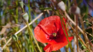 Kırmızı gelincik çiçekleri, yeşil çayırda yabani gelincikler.