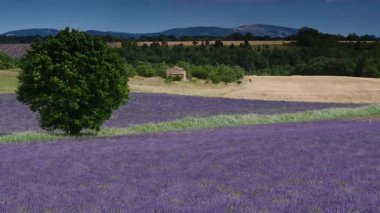 Kırsal kesimde lavanta tarlaları ve ufukta dağlarla birlikte. Puimoisson Bölgesi, Plato Valensole, Fransa 'da Alpes de Haute Provence.