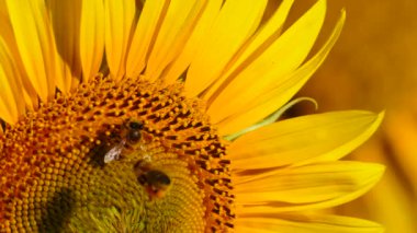 Bal arısı ve sarı çiçekten oluşan makroyu kapat. Arılar sarı ayçiçeğinde polen topluyor.