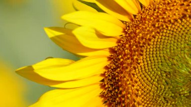 Sarı çiçekli makroyu kapat, sarı ayçiçeği açsın. Yavaş çekim