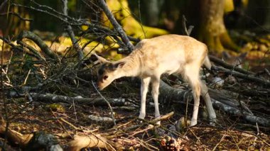 Doğal ortamda genç, nadasa bırakılmış geyik. Geyik dama dama. Patlıcan bölgesindeki Vision Park, Fransa. Yavaş çekim