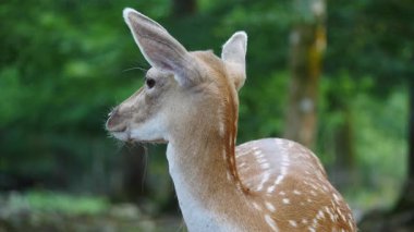 Bekar bir kadın doğal ortamda geyik düşürür. Geyik dama dama. Patlıcan bölgesindeki Vision Park, Fransa. Yavaş çekim