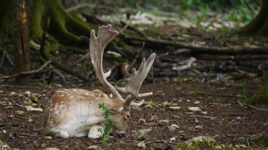 Erkek geyik doğal ortamda boynuzlu geyik. Geyik dama dama. Patlıcan bölgesindeki Vision Park, Fransa. Yavaş çekim