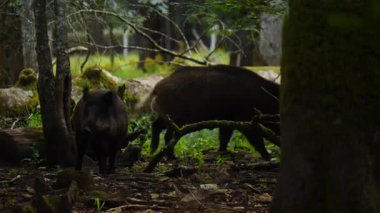 Doğal ortamda yaban domuzu. Patlıcan bölgesindeki Vision Park, Fransa. Yavaş çekim