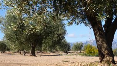 Geleneksel zeytin ağaçları çiftliği. İspanyol doğa manzarası