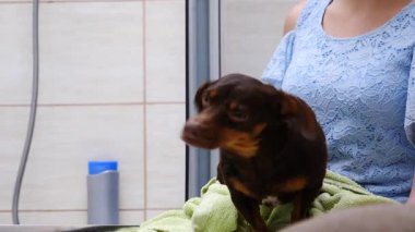 Küçük mutlu köpek banyo yaptıktan sonra suyu silkeliyor..