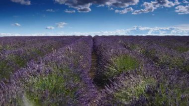Lavanta tarlalarının üzerinde beyaz bulutlar olan mavi gökyüzü ufka kadar uzanıyor. Provence Fransa 'nın kırsal kesiminde. Çiçek mevsimi. Tatil gezisi için Fransız eğlencesi.