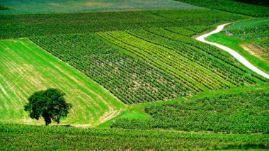 Öğrenci komünü, Jura şarap bölgesi, Fransa 'nın doğusundaki burgne-franche-comte' de yeşil üzüm bağları. Belvedere du vigNoble bakış açısından bak.