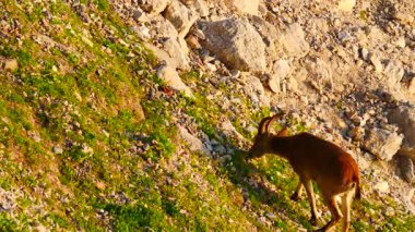 İspanyol dağ keçisi, kayalık arazide vahşi dağ keçisi, İspanya. Vahşi yaşam hayvanları.