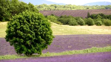 Çiçekli lavanta tarlaları. Provence kırsal alanı, Fransa.