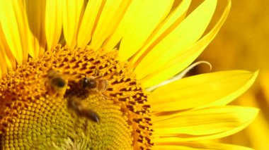 Bal arısı ve sarı çiçekten oluşan makroyu kapat. Arılar sarı ayçiçeğinde polen topluyor.