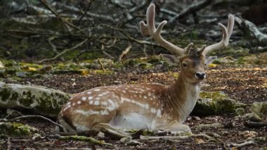 Erkek geyik doğal ortamda boynuzlu geyik. Geyik dama dama. Patlıcan bölgesindeki Vision Park, Fransa. Yavaş çekim