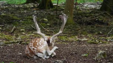 Erkek geyik doğal ortamda boynuzlu geyik. Geyik dama dama. Patlıcan bölgesindeki Vision Park, Fransa. Yavaş çekim