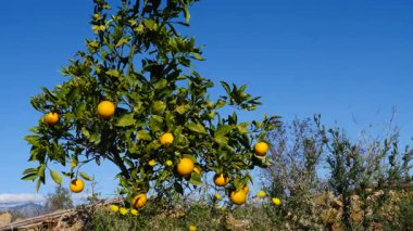 Olgun taze portakallı portakal ağacı dallara asılmış narenciye meyveleri. İspanyol doğa manzarası